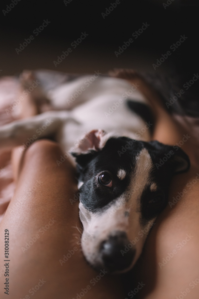 Labrador puppy lying on a woman legs. Black and white dog lies on legs of owner in the bed. Dog looks tenderly to be caressed. Hygge, love and pets concept. Labrador puppy lying on a woman legs. Black and white dog lies on legs of owner in the bed. Dog looks tenderly to be caressed. Hygge, love and pets concept.