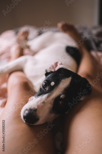 Labrador puppy lying on a woman legs. Black and white dog lies on legs of owner in the bed. Dog looks tenderly to be caressed. Cozy winter. Hygge  love and pets concept.