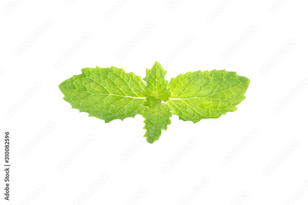 Spearmint in isolated white background clipping path Spearmint in isolated white background clipping path