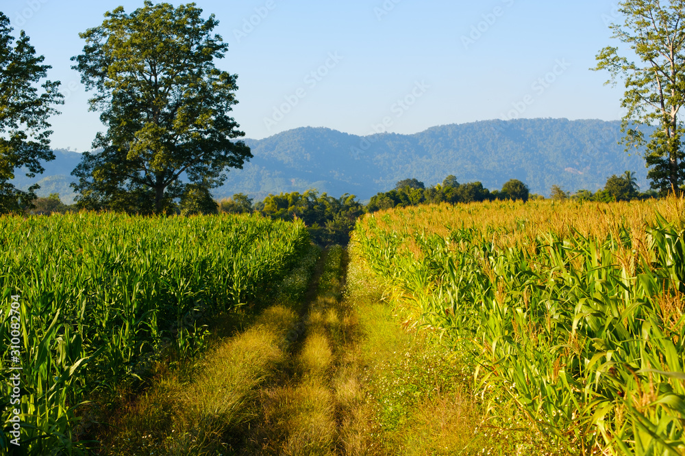 Corn is not fully grown in farm,Maize field and pathway.