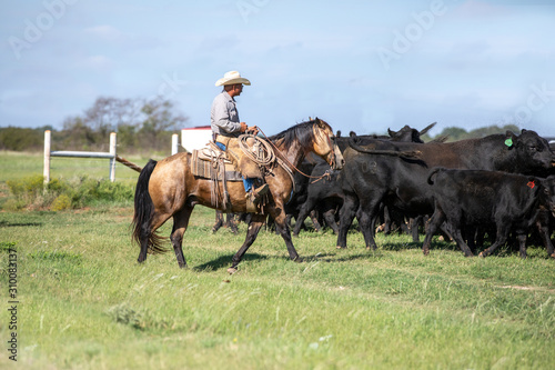 Working Texas Cowboy © Terri Cage 