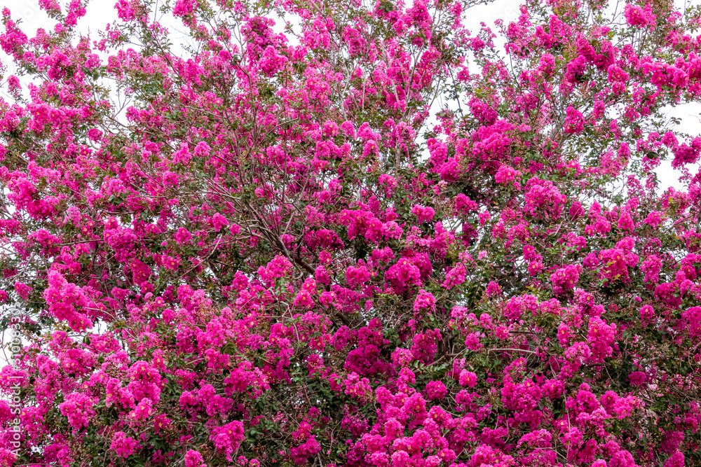 Lagerstroemia commonly known as crape myrtle is a genus of around 50 species of deciduous and evergreen trees and shrubs native to the Indian subcontinent, southeast Asia.