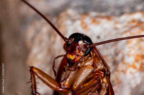 Closeup photo of a cockroach (Periplaneta americana). They transmit bacteria, fungi, protozoa, worms and viruses to humans. Urban, domestic Prague.
