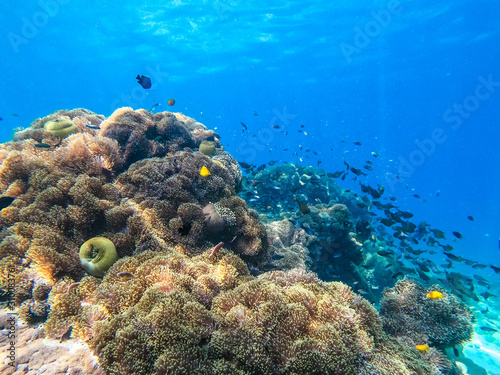 Fototapeta Naklejka Na Ścianę i Meble -  beautiful coral in diving spot at Nyuang Oo Phee Island