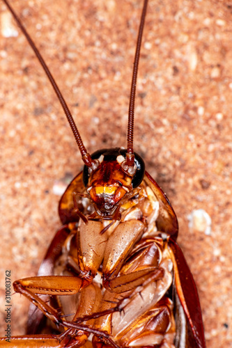 Closeup photo of a cockroach (Periplaneta americana). They transmit bacteria, fungi, protozoa, worms and viruses to humans. Urban, domestic Prague.