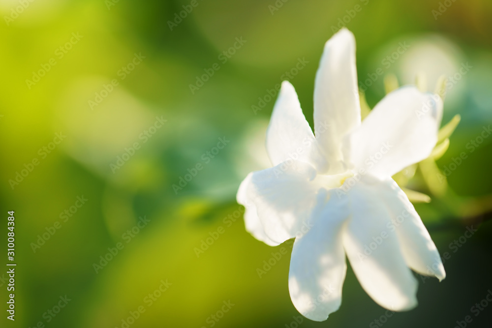 Obraz premium white jasmine flower