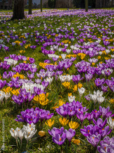 Field of Spring Crocus, Chelmsford, England