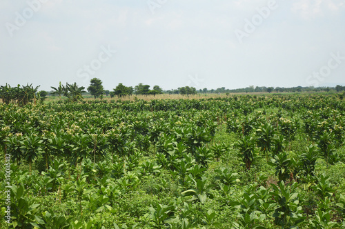 Fotografia tobacco plantations