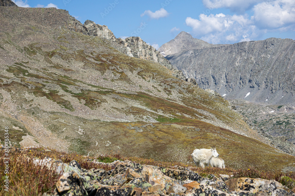 Mountain Goats on Quandry Peak #5