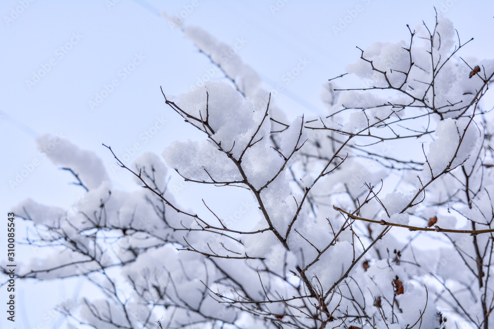 Tree branches covered with snow on blue sky background