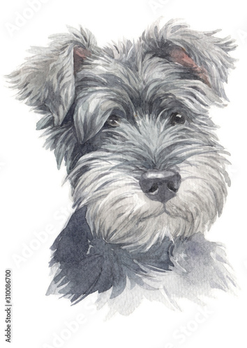 Fotografía Water colour painting of Miniature Schnauzer 020