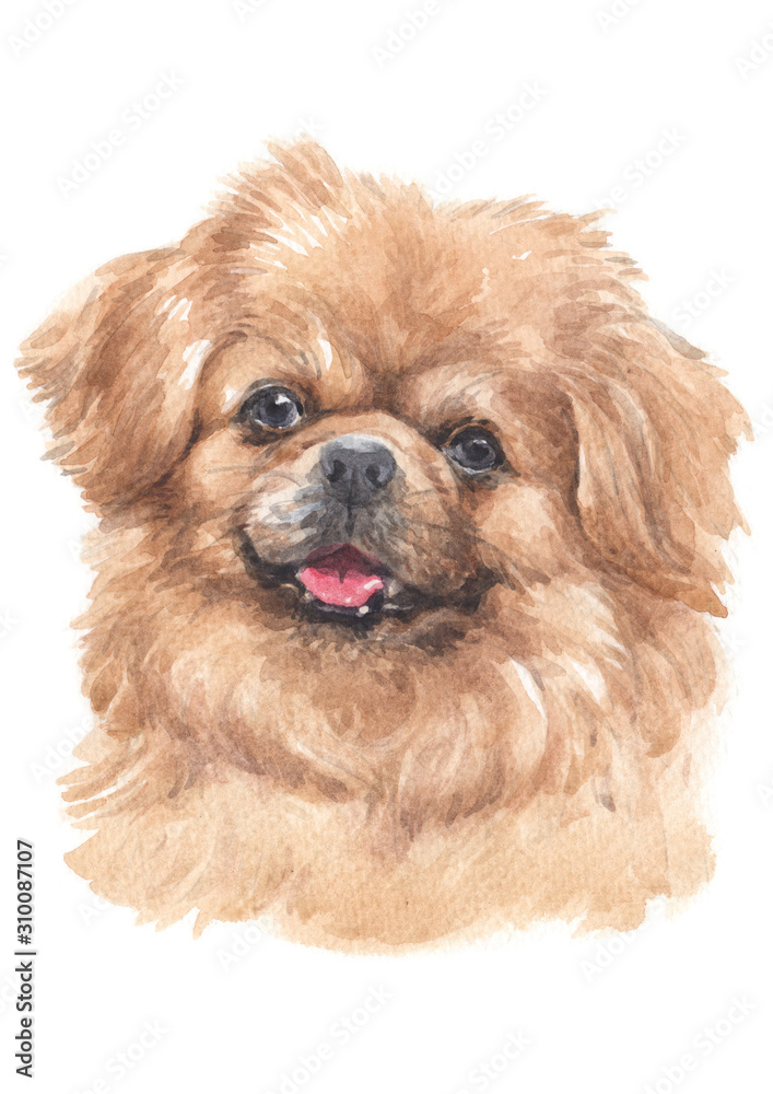 Water colour painting of Tibetan Spaniel 029