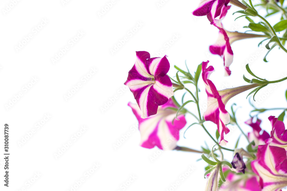 Purple and white Petunia flower bloom in the garden isolated on white background.