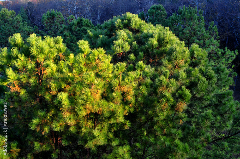 Close up pine Close up pine