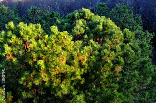 Close up pine 