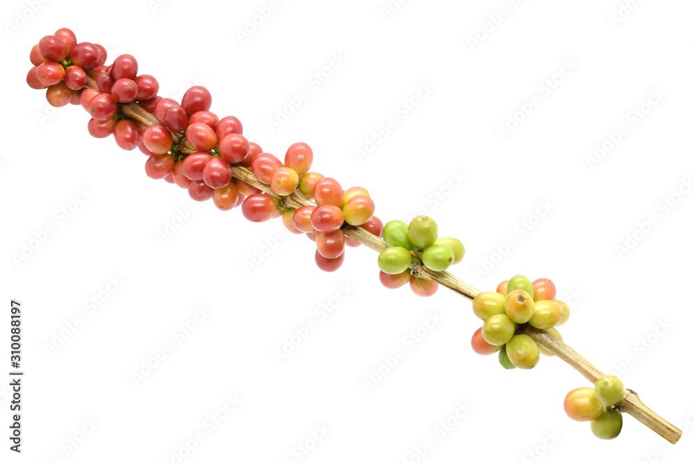 Coffee berries red green on branch on white background. Coffee berries red green on branch on white background.