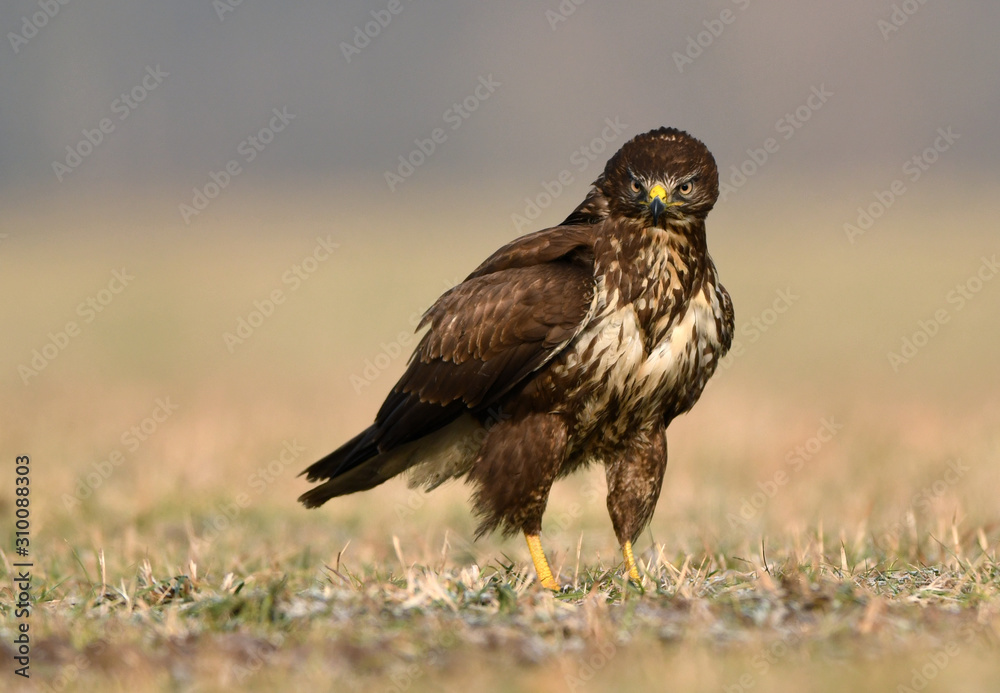 Common buzzard (Buteo buteo) close up Common buzzard (Buteo buteo) close up