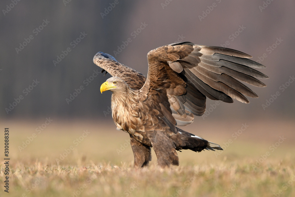 Fototapeta premium White tailed eagle (Haliaeetus albicilla)