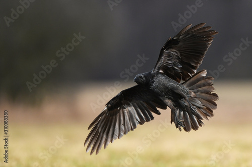 Raven (Corvus corax) close up © Piotr Krzeslak