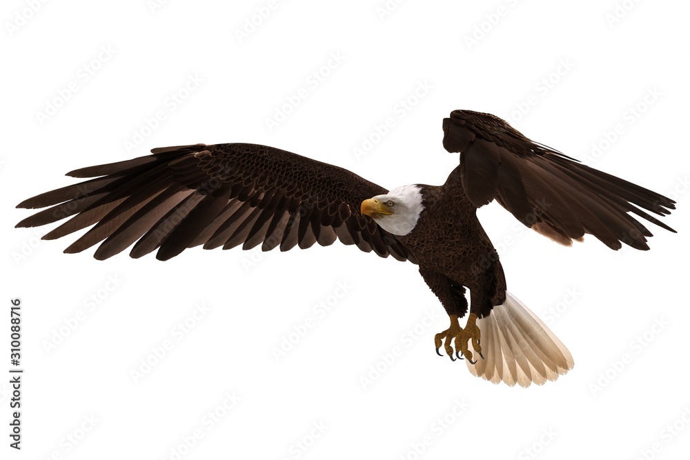 Obraz premium Bald eagle flying isolated on white 3d illustration
