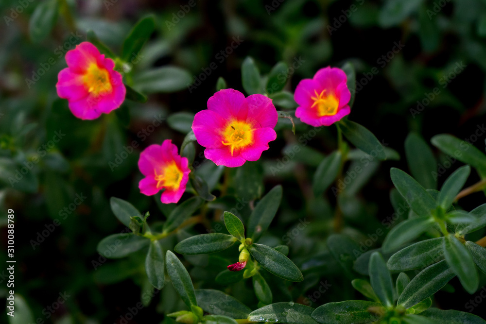 pink flowers in the garden pink flowers in the garden