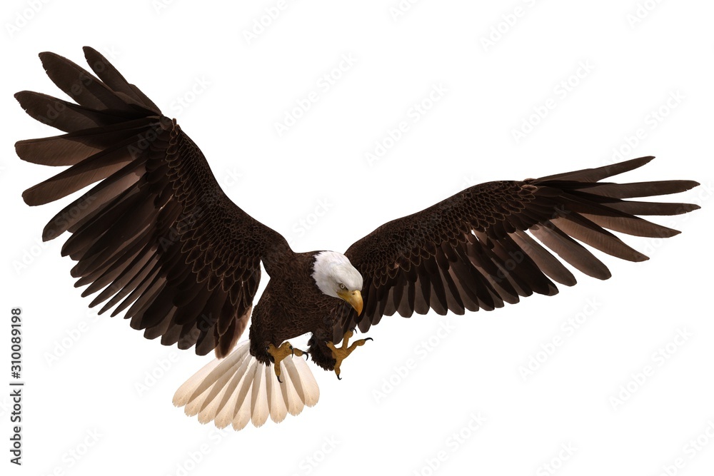 Obraz premium Bald eagle flying isolated on white 3d illustration
