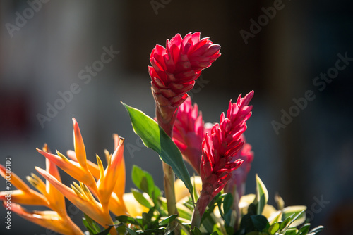 Alpinia purpurata and yellow heliconia flower arrangement