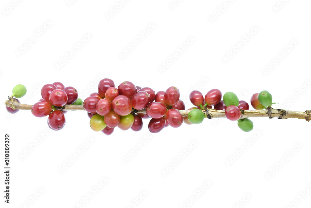 Coffee berries red green on white background. Coffee berries red green on white background.