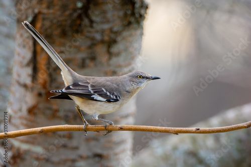 Wallpaper Mural Northern Mockingbird Perched on a Branch