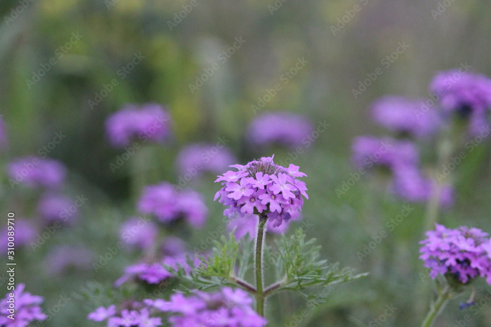 Purple Flowers in a Field Purple Flowers in a Field