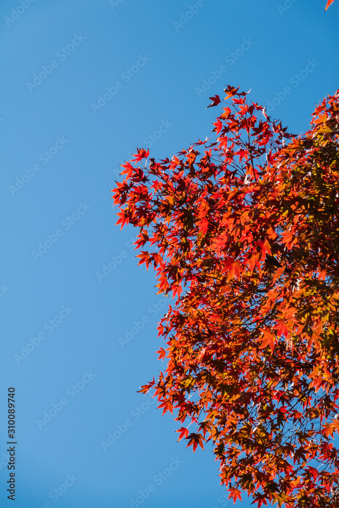 Autumn landscape. Bright colored maple leaves with blue sky background in Japan. Autumn landscape. Bright colored maple leaves with blue sky background in Japan.