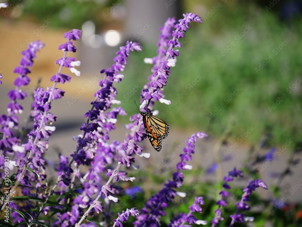 Obraz premium Garden view of lavender flowers with a butterfly feeding on one stalk