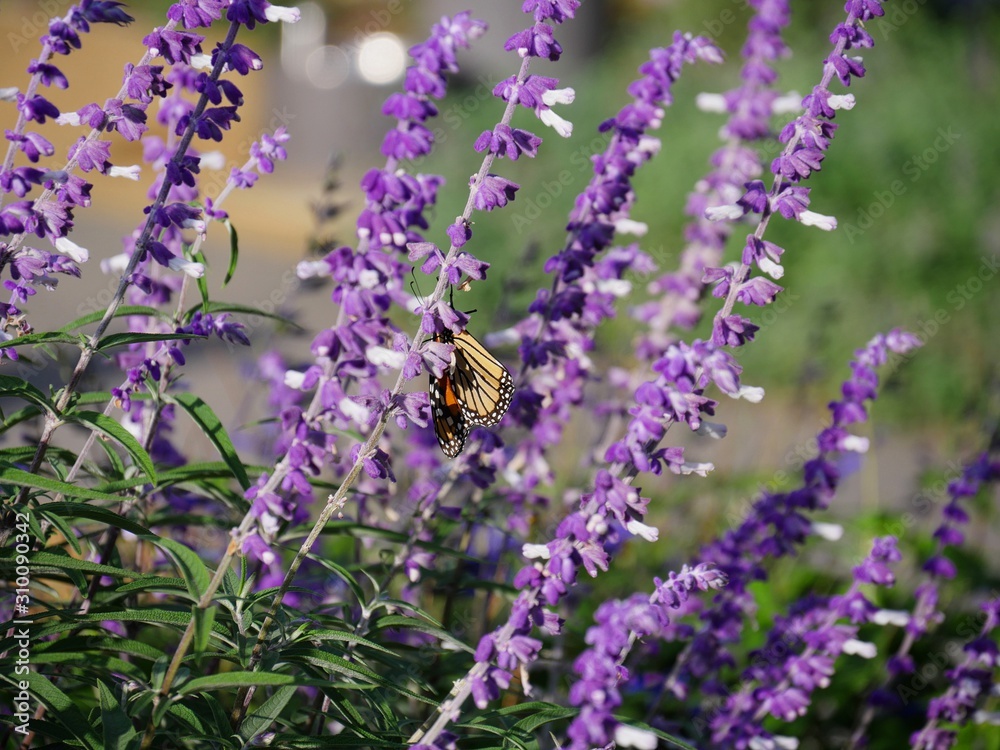 Lavender flowers in a garden, witha butterfly feeding on one stalk Lavender flowers in a garden, witha butterfly feeding on one stalk