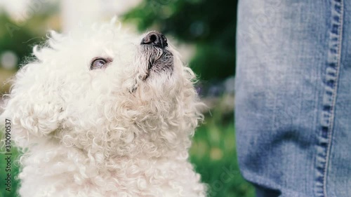 Poodle dog. The face of a white poodle that looks in different directions.