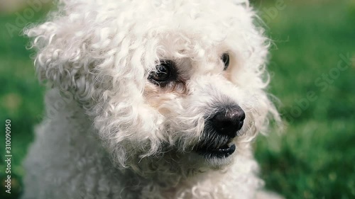 Poodle dog. The face of a white poodle that looks in different directions.