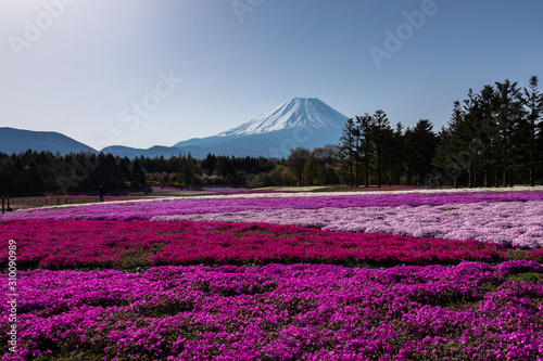 Fototapeta Naklejka Na Ścianę i Meble -  芝桜と富士山 / Mt.Fuji and flower field