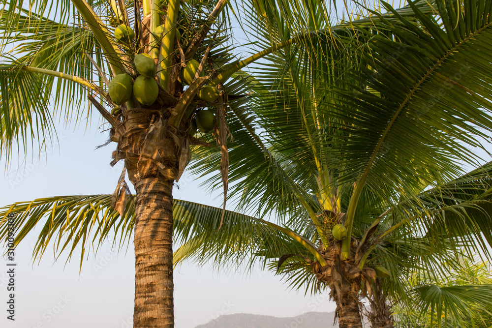 Fototapeta premium coconut tree on background of blue sky