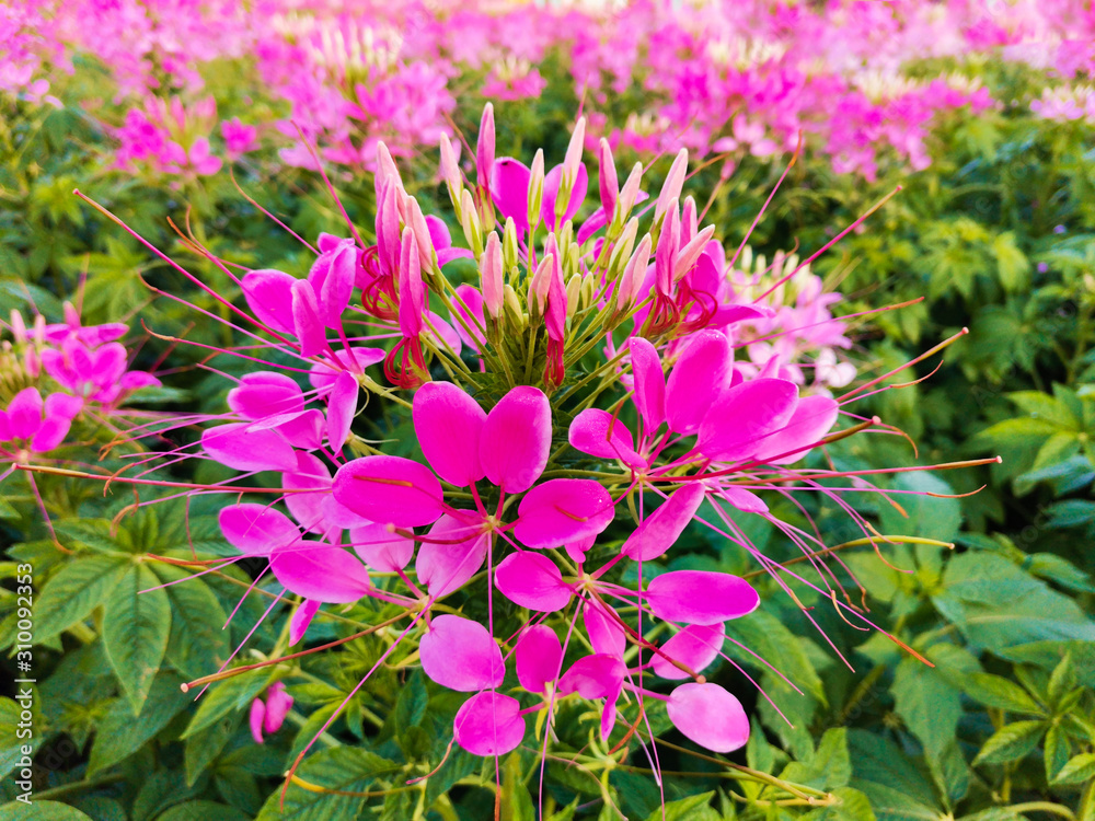 Fototapeta premium Pink Spider flower or Cleome hassleriana in the garden.