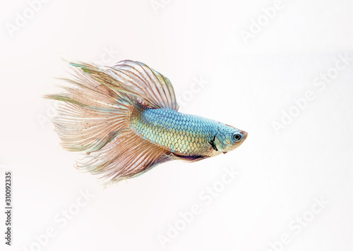 The moving moment of Siamese fighting fish,Betta splendens Pla-kad ( biting fish ) Thai isolated on White background.