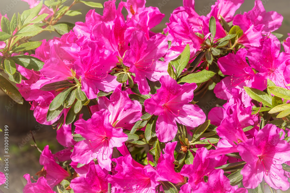 Pink rhododendron blossoms with a beautiful blur Pink rhododendron blossoms with a beautiful blur
