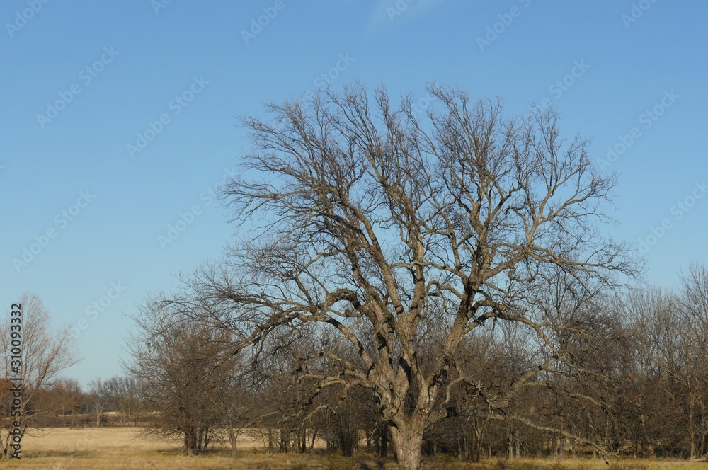 Leafless trees turned brown in winter