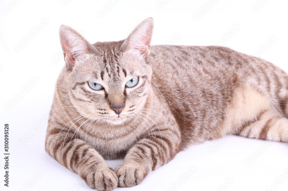 Brown tabby cat isolated on white