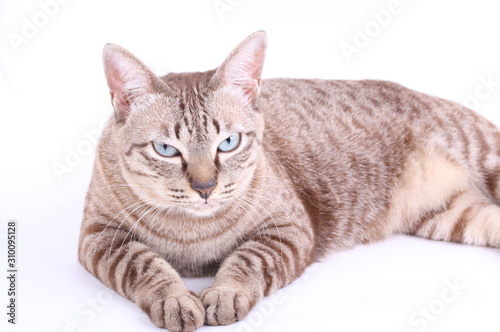 Brown tabby cat isolated on white