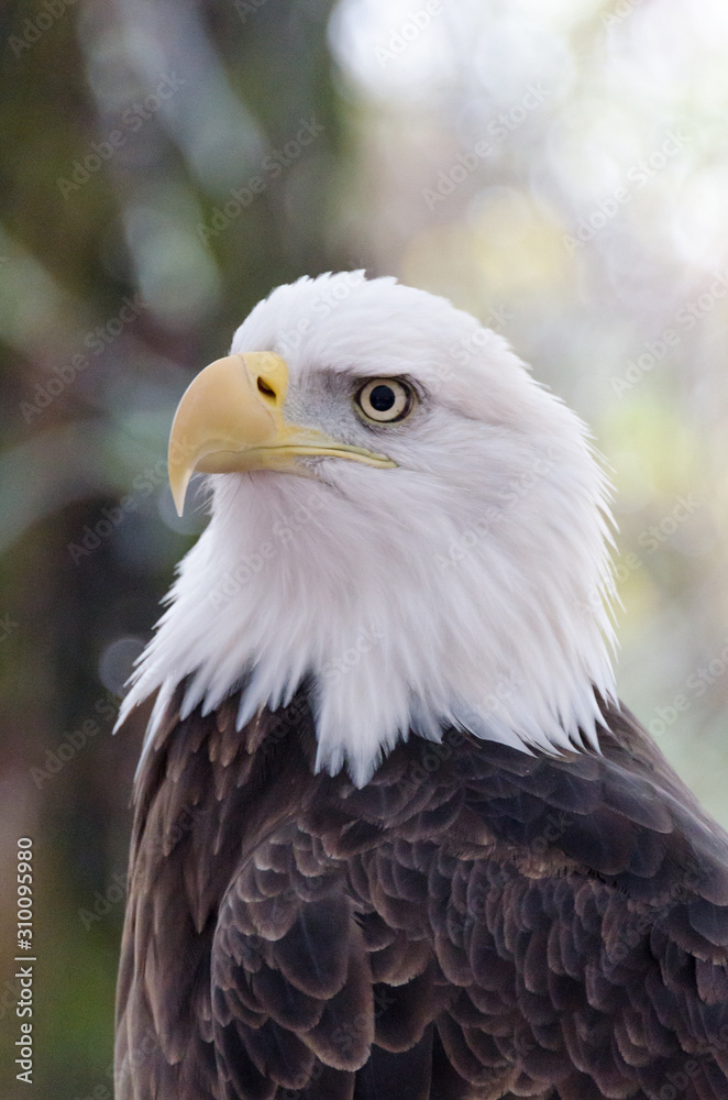 Profile of bald eagle looking to the left Profile of bald eagle looking to the left