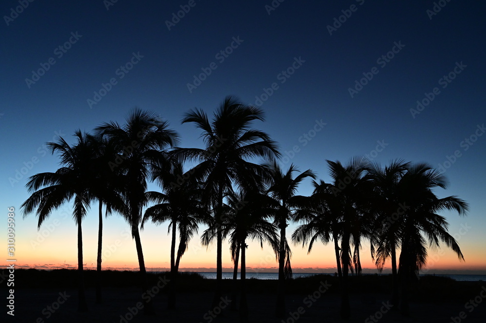 Palm trees silhouetted against pastel colors of twilight on Crandon Park Beach in Key Biscayne, Florida.