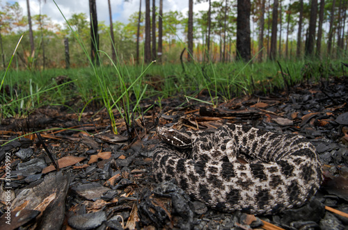 Dusky Pygmy Rattlesnake (Sistrurus miliarius barbouri)