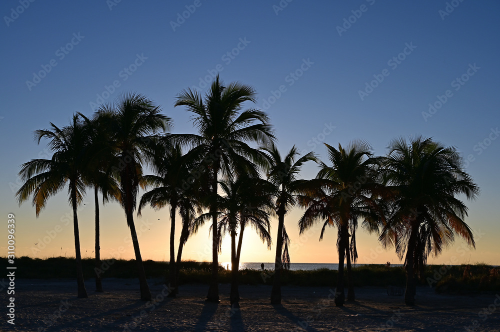 Palm trees partially silhouetted against sunrise on Crandon Park Beach in Key Biscayne, Florida.