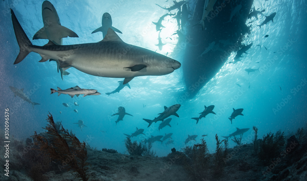 Obraz premium Sharks in clear blue water