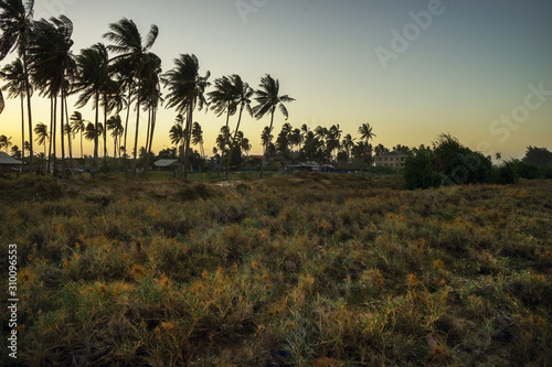 landscape with palm trees