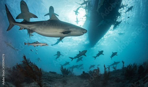 Sharks in clear blue water © Drew